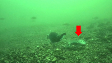 世界初！西湖にしか生息していない「奇跡の魚（うお）クニマス」の自然環境での産卵行動の撮影に成功！