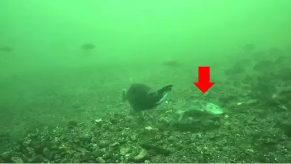 世界初！西湖にしか生息していない「奇跡の魚（うお）クニマス」の自然環境での産卵行動の撮影に成功！