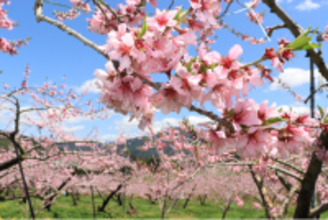 【岐阜県高山市】久々野地域の果樹園で飛騨桃の花が満開