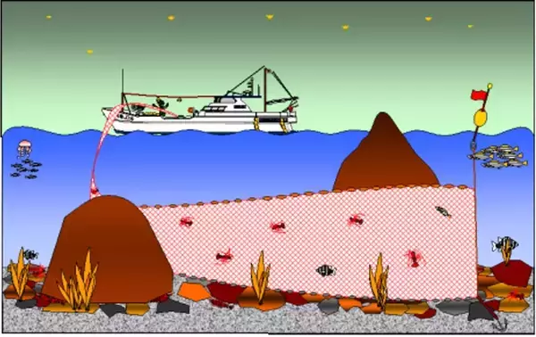 「イセエビの水揚げ額が20年で2倍以上?! 日和佐町漁協が未来につなぐ新しい漁業のかたち」の画像