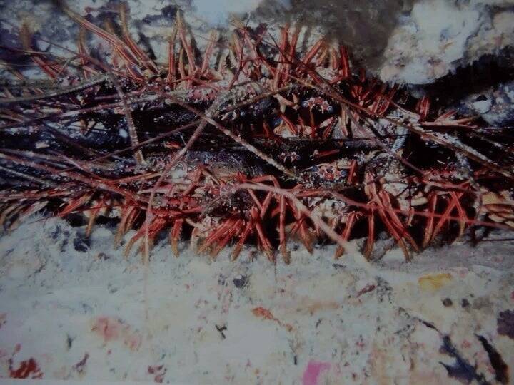 イセエビの水揚げ額が20年で2倍以上?! 日和佐町漁協が未来につなぐ新しい漁業のかたち