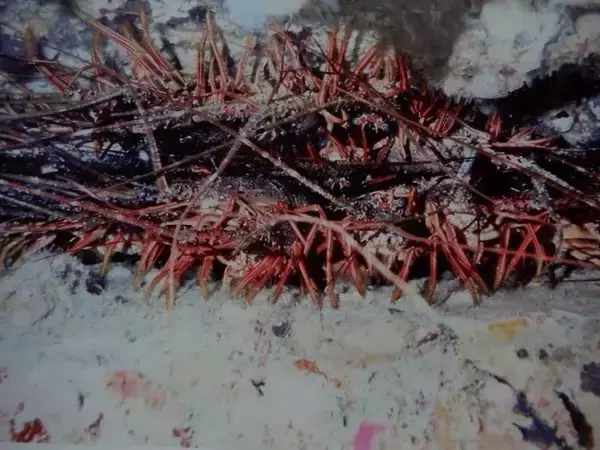 「イセエビの水揚げ額が20年で2倍以上?! 日和佐町漁協が未来につなぐ新しい漁業のかたち」の画像