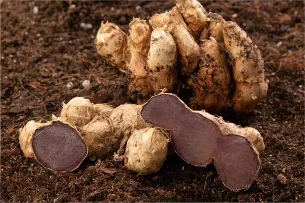 「累計販売数60万袋突破の「あゆみ」の原点は祖父への想い――開発者が挑んだ、ひざ関節ケアサプリ「 あゆみ」誕生秘話」の画像