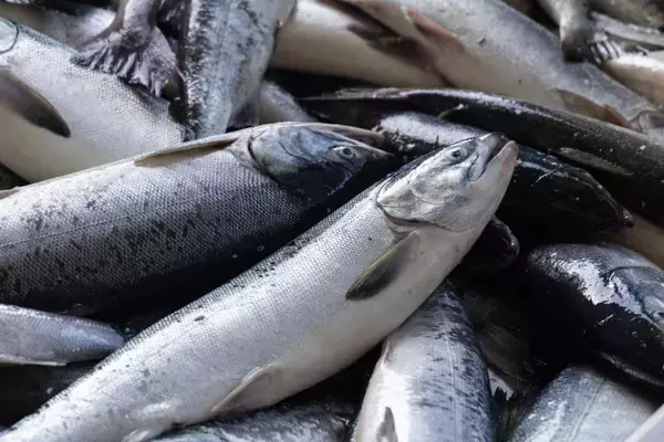 「累計販売数60万袋突破の「あゆみ」の原点は祖父への想い――開発者が挑んだ、ひざ関節ケアサプリ「 あゆみ」誕生秘話」の画像