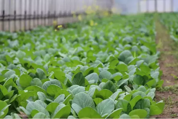利用者が有機野菜の生産状況を確認　生産者と消費者の“二者認証”　前橋市で11月12日（水）〔群馬〕
