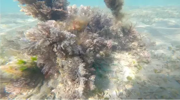 RYODEN、長崎県大村市における「Jブルークレジット」認証取得を主導