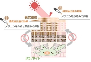「橘皮抽出液」にメラニンの産生と受け渡しを防ぐ効果を発見