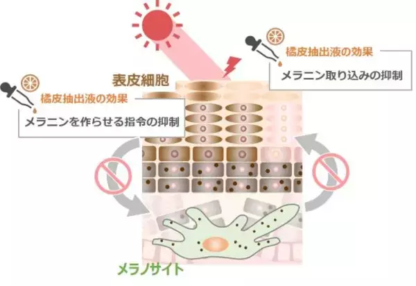 「橘皮抽出液」にメラニンの産生と受け渡しを防ぐ効果を発見