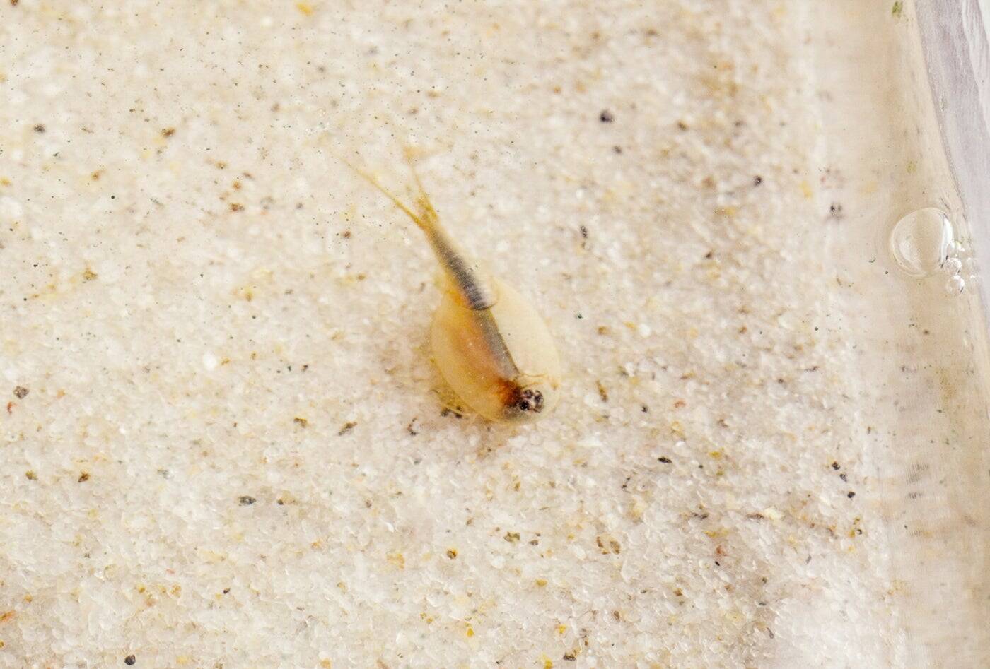 〈カブトエビと育むやぶきのお米〉が描く地域づくりの“今まで”と“これから”