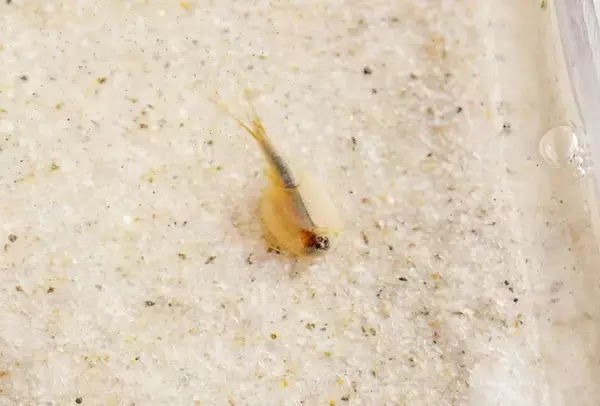 「〈カブトエビと育むやぶきのお米〉が描く地域づくりの“今まで”と“これから”」の画像