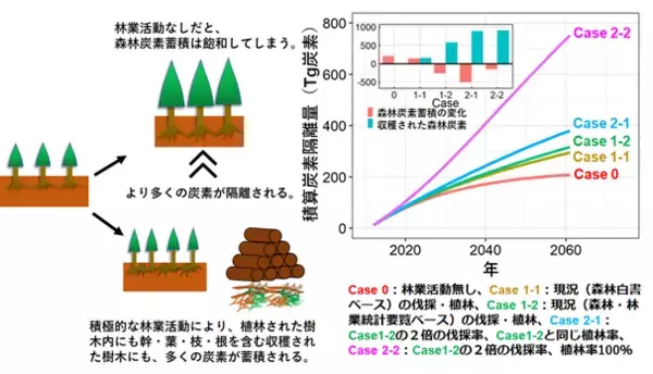 活発な林業活動は、森林による炭素隔離量を増加させる