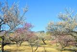 「【入園無料】例年よりも早い「梅」の開花！関東最多級の名所・約300品種500本「梅まつり」2026年1月24日（土）より開催（小田原フラワーガーデン）」の画像1
