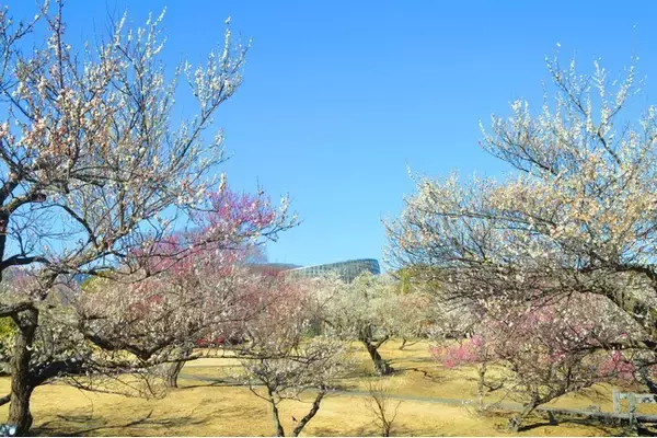 【入園無料】例年よりも早い「梅」の開花！関東最多級の名所・約300品種500本「梅まつり」2026年1月24日（土）より開催（小田原フラワーガーデン）