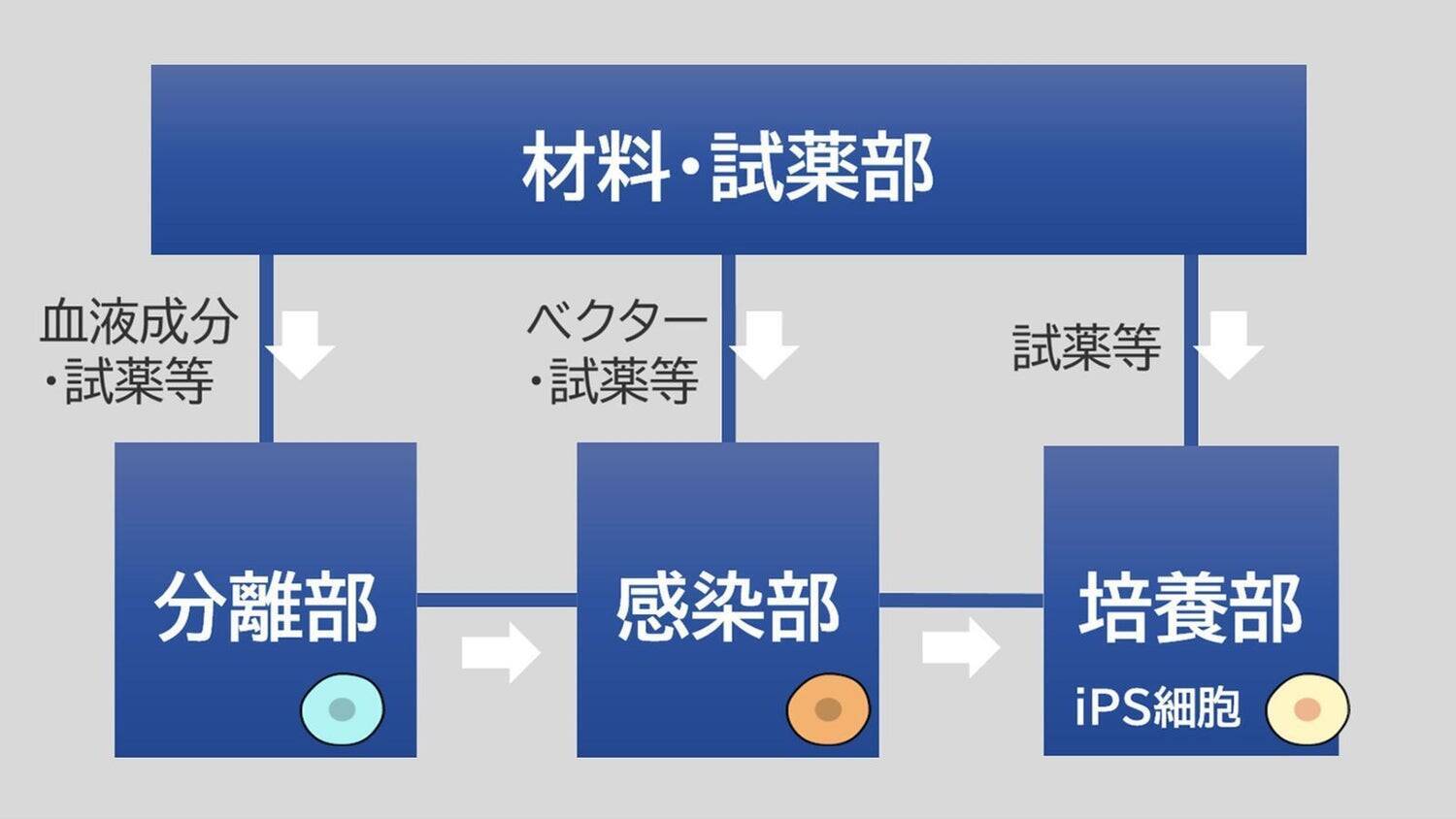 iPS細胞樹立工程の自動化で、再生医療をより身近なものに―― 一人ひとりに適した治療の実現へ