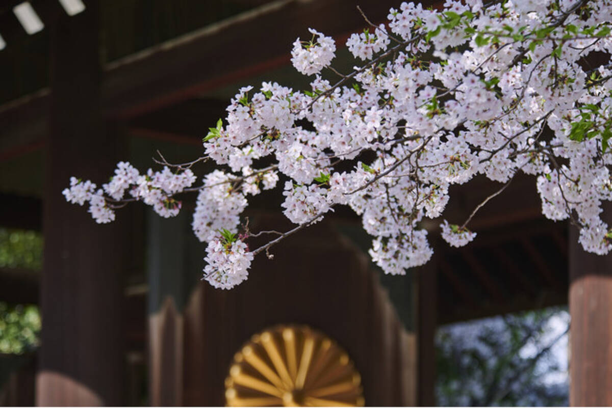 桜咲く靖國神社】お花見は東京・九段の靖國神社へ。 - エキサイトニュース