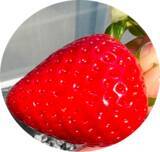 「【農薬不使用】コンテナいちご栽培システムによる生産を開始」の画像1