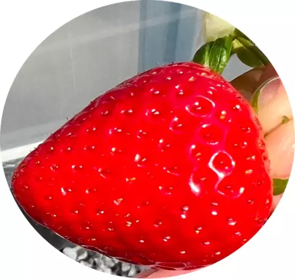 【農薬不使用】コンテナいちご栽培システムによる生産を開始