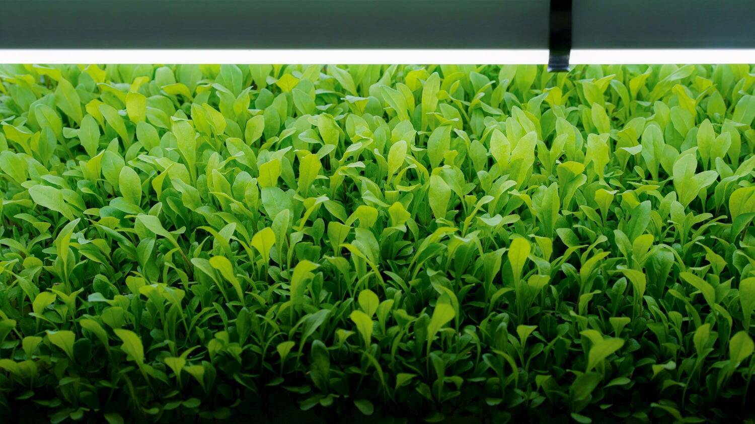 未来の農業を切り開く。オーティーエム・カルチベーションラボラトリー