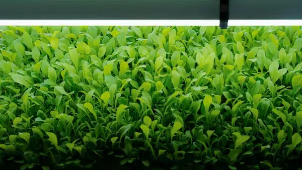 「未来の農業を切り開く。オーティーエム・カルチベーションラボラトリー」の画像