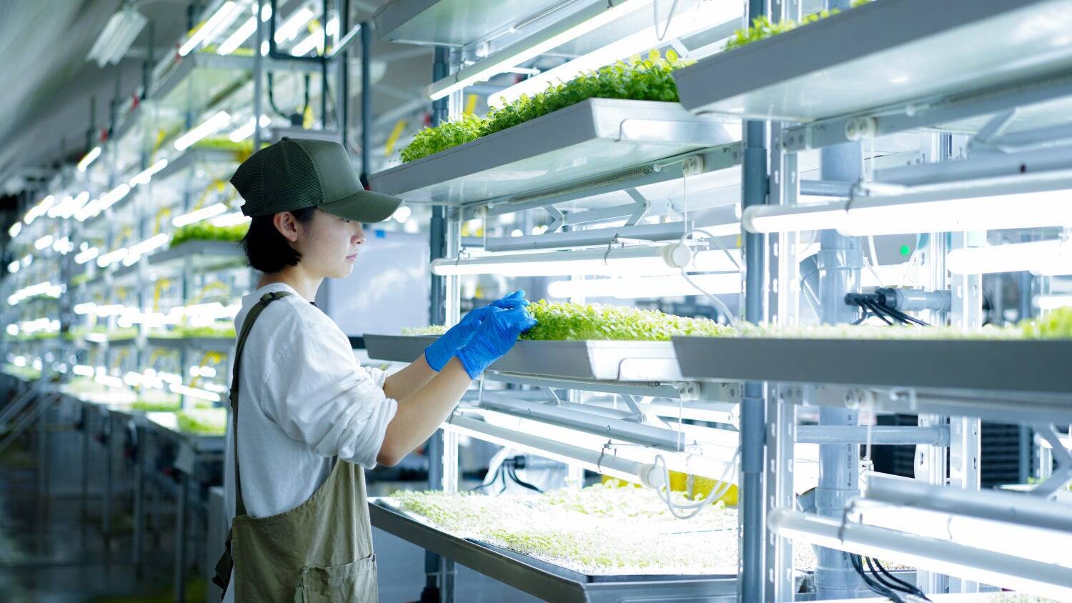 未来の農業を切り開く。オーティーエム・カルチベーションラボラトリー