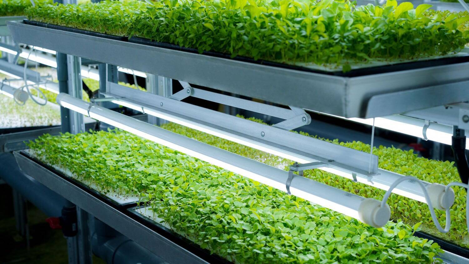 未来の農業を切り開く。オーティーエム・カルチベーションラボラトリー