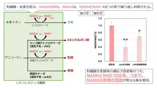 ラン藻による有機酸・水素生産と、細胞内の物質であるNADHの酸化型と還元型の比率が関連することを発見