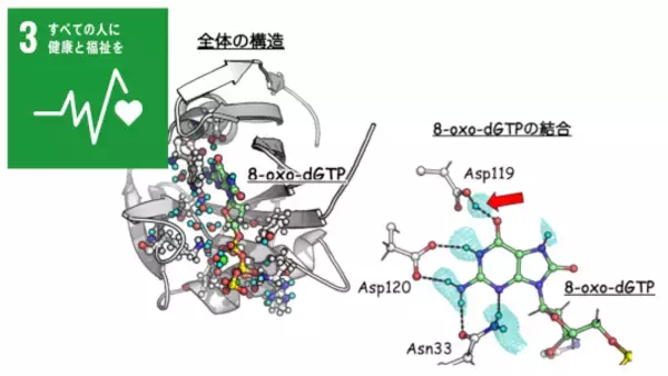 がんに関わる酵素の反応過程を捉えた！−酵素反応の仕組みをX線と中性子を用いて観察−