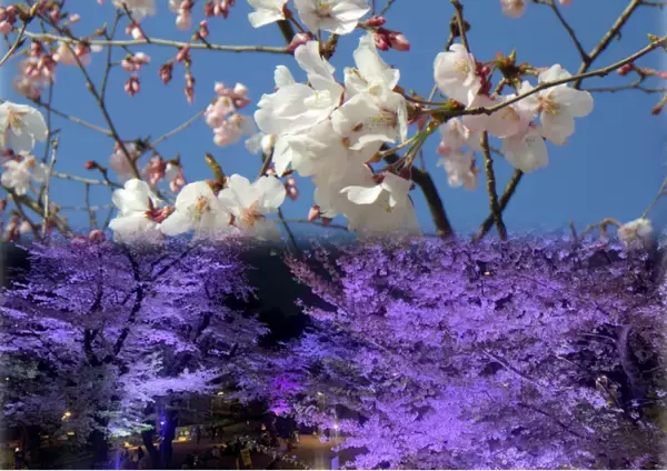 新宿中央公園の桜・夜桜ライトアップ