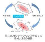 「シワ形成に関わるECMリサイクルシステムの関連因子「Endo180」の産生量を増加させる真珠貝由来新成分「パールシルク(R)」を開発」の画像1