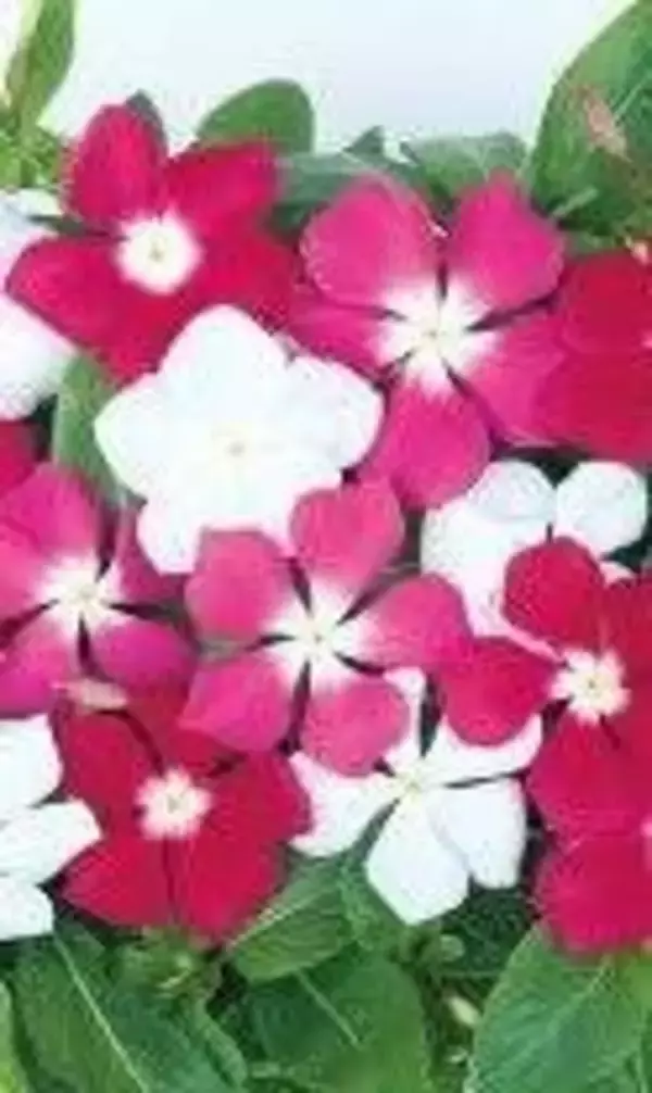 【徳島県　鳴門市】色とりどりの花で、観光客をお迎えします！！