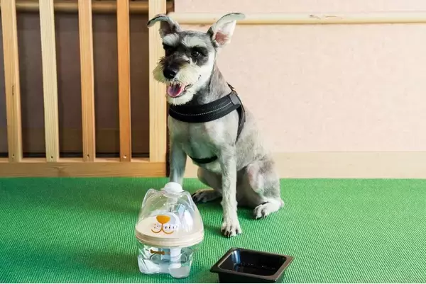 愛犬の"飲み水"にもこだわる新サービス　犬用浄軟水器を全客室に導入～くにさき 森と海のドッグリゾート～