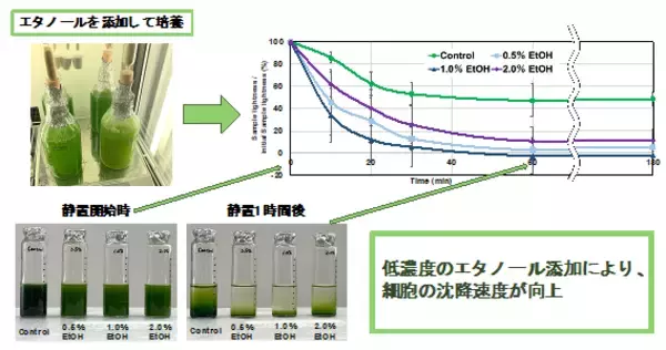 ユーグレナ培養時のエタノール添加は、バイオマス・有用物質の生産量向上に加えて、細胞の回収効率も向上させることを明らかに