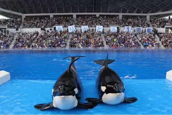 【神戸須磨シーワールド】シャチ・キャスト・お客様が記念の1枚に！　開業１周年記念 感謝の「フォトイベント」を開催いたしました