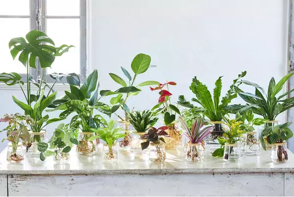 週1回の水やりだけで育つ新感覚グリーン！水耕栽培の観葉植物ブランド「WOOTANG（ウータン）」がリニューアル！新商品を大幅拡充し、「水だけで育てる植物」の魅力をさらに発信