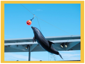 【上越市立水族博物館 うみがたり】うみがたりハロウィン２０２６【２０２６年１０月１日（木）～１１月１日（日）】