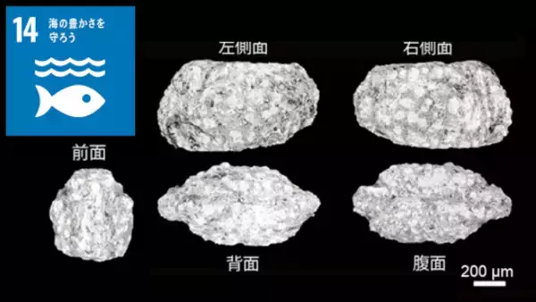 日本ではじめて中生代の新種介形虫(かいけいちゅう)化石を発見