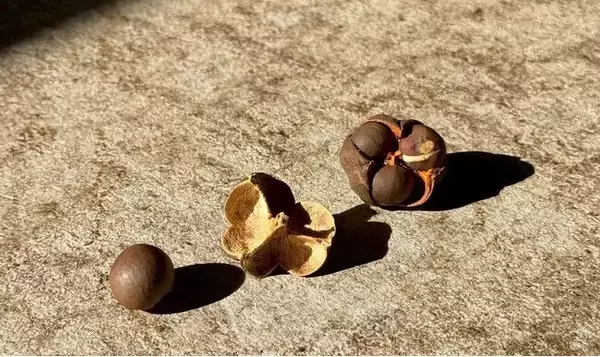 日本最北端の茶処村上在来種と静岡の晩茶研究から生まれた『村上酸茶』。微細水粒子浸透技術が引き出す新しい味わいの乳酸発酵茶をリリースします。