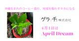 「沖縄生まれのコーヒー苗が、地域を賑わすタネになる」の画像1