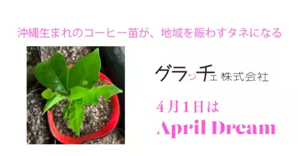 沖縄生まれのコーヒー苗が、地域を賑わすタネになる