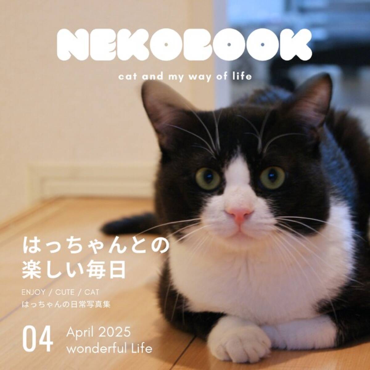 うちの猫の写真集が出版できる！うちのこ写真集シリーズ1冊目 