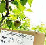 「梅が歴史的不作で収穫半減し価格高騰」の画像1