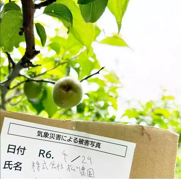 梅が歴史的不作で収穫半減し価格高騰