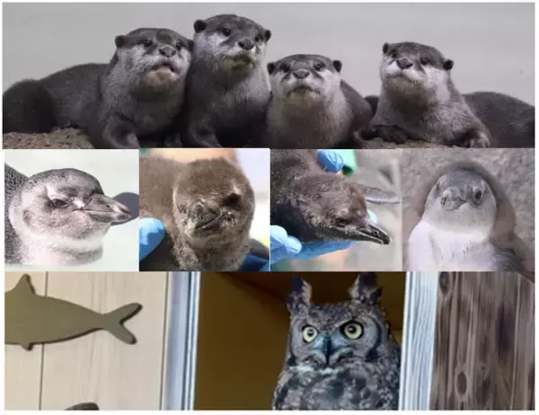 【仙台うみの杜水族館】開館10周年イヤーのGWを楽しもう!!さらに賑やかになったうみの杜 新たな仲間たちが登場！