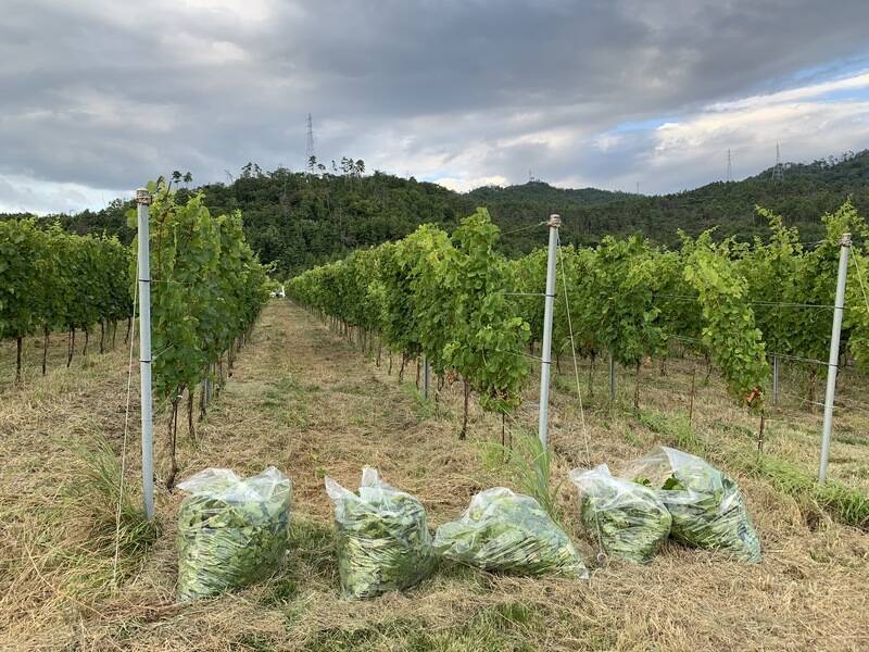 天然由来100％で使用感にも妥協しない！ワイン用ぶどうの副産物から生まれたエシカルコスメ「Earth∞You（アースアンドユー）」。夫婦⼆⼈のブランド創業ストーリー