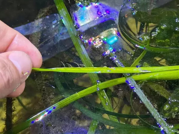 環境移送ベンチャーイノカ、世界初、閉鎖空間内で産地の異なるアマモの同時期開花試験に成功