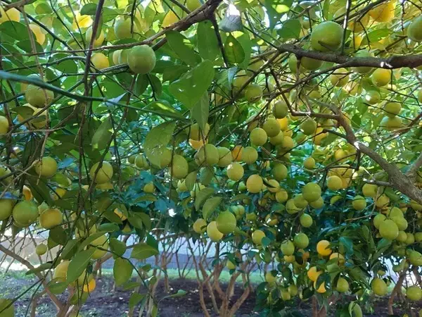 【2026年最新】住宅街で育つ“松戸のレモン”が収穫最盛期に