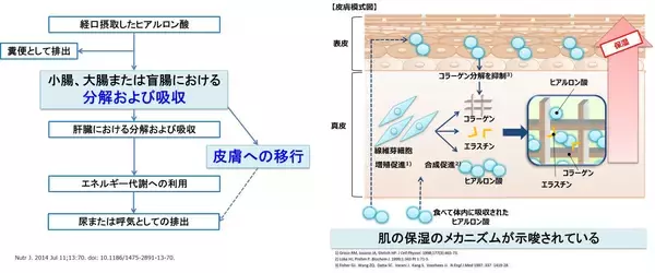 「『食べても吸収されない』の常識を覆した30年の軌跡。食品用ヒアルロン酸研究が切り拓いた新市場【キユーピーミライ研究員】」の画像