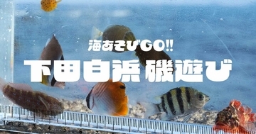 普段は入れない絶景磯場で磯あそび！下田白浜にて２日間限定の生き物いっぱい特別体験