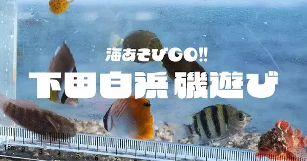 普段は入れない絶景磯場で磯あそび！下田白浜にて２日間限定の生き物いっぱい特別体験
