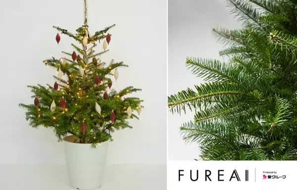 ～返却可能でサステナブルに楽しむクリスマス～シンボルツリーとしても長い年月を共に過ごせる上質な“もみの木”を通販サイトFUREAIより販売